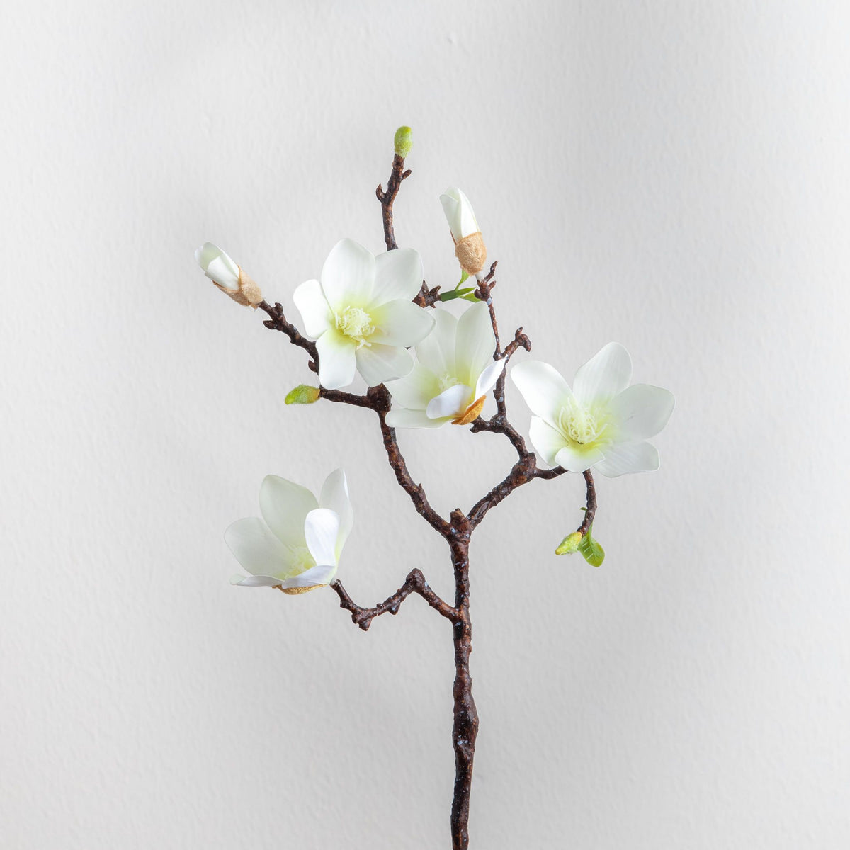 Magnolia 6-Heads Stem