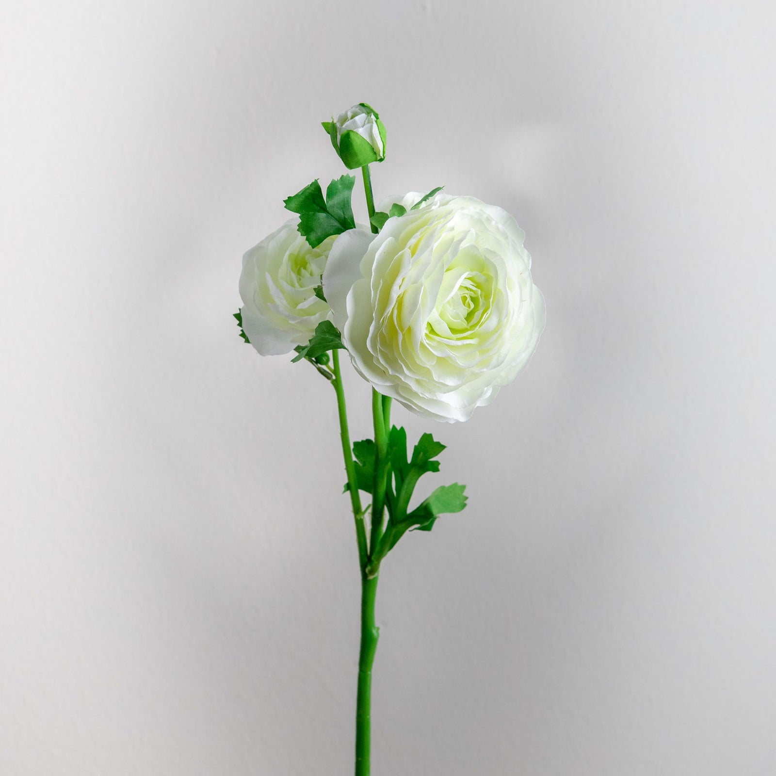 Ranunculus