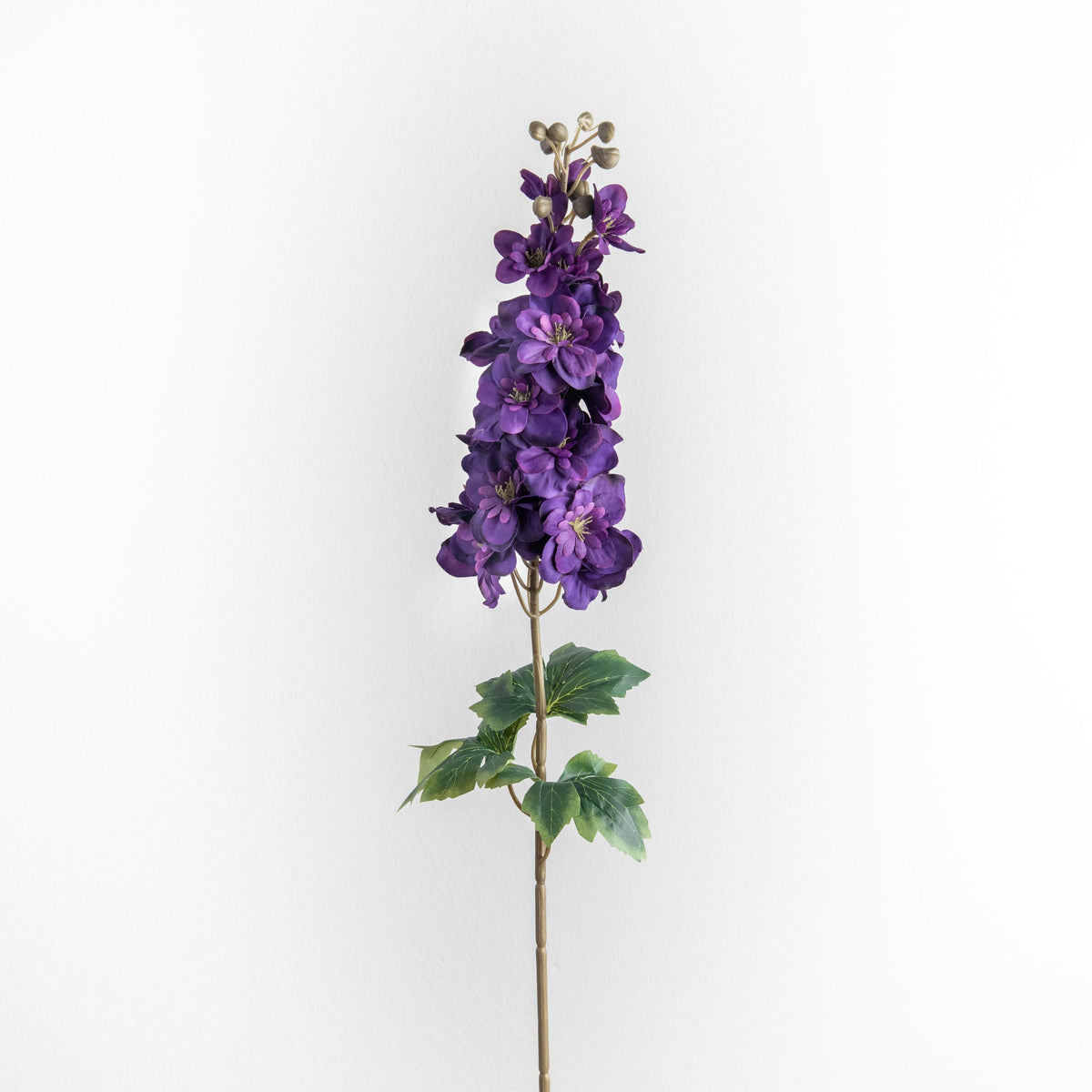 Delphinium