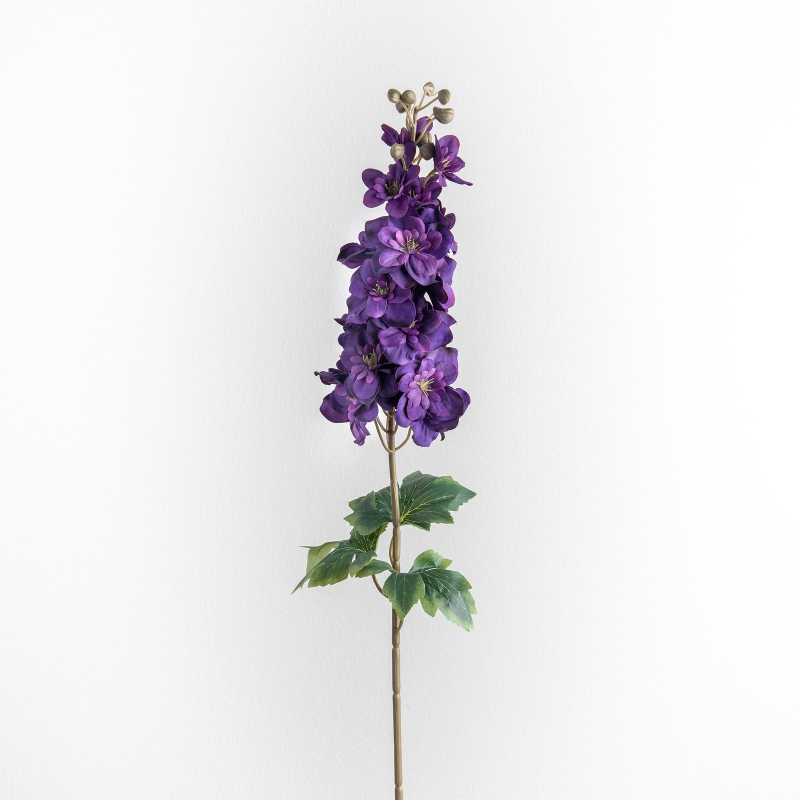 Delphinium