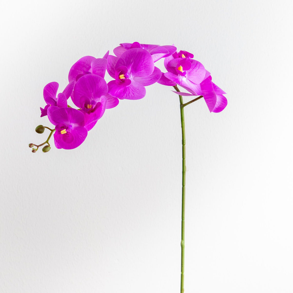 Orchid