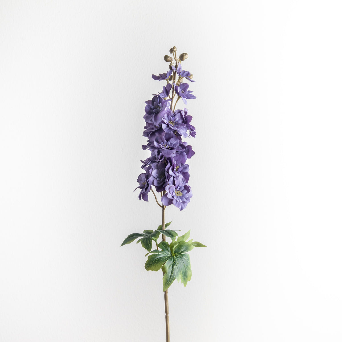 Delphinium