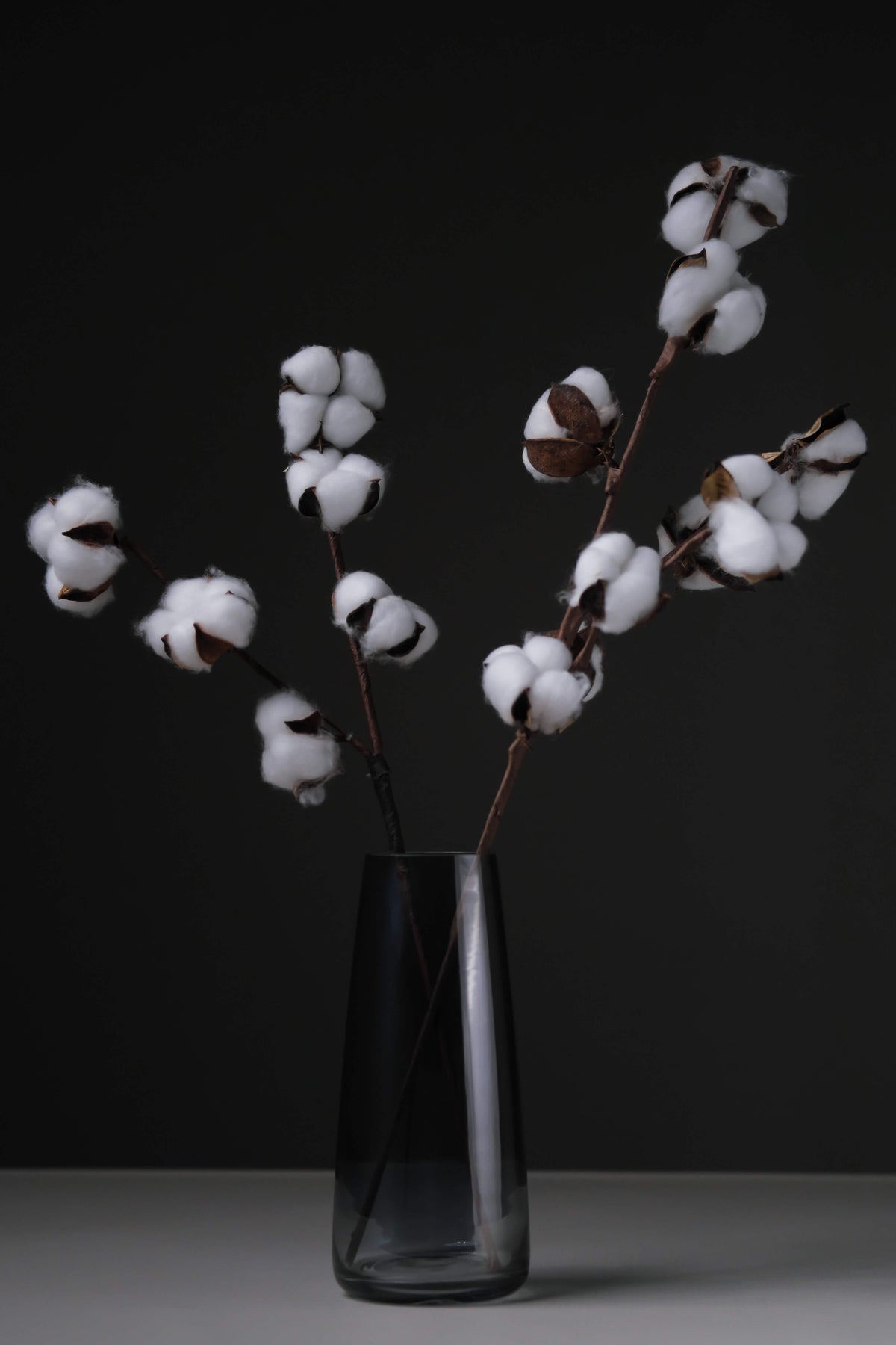 Cotton Stem