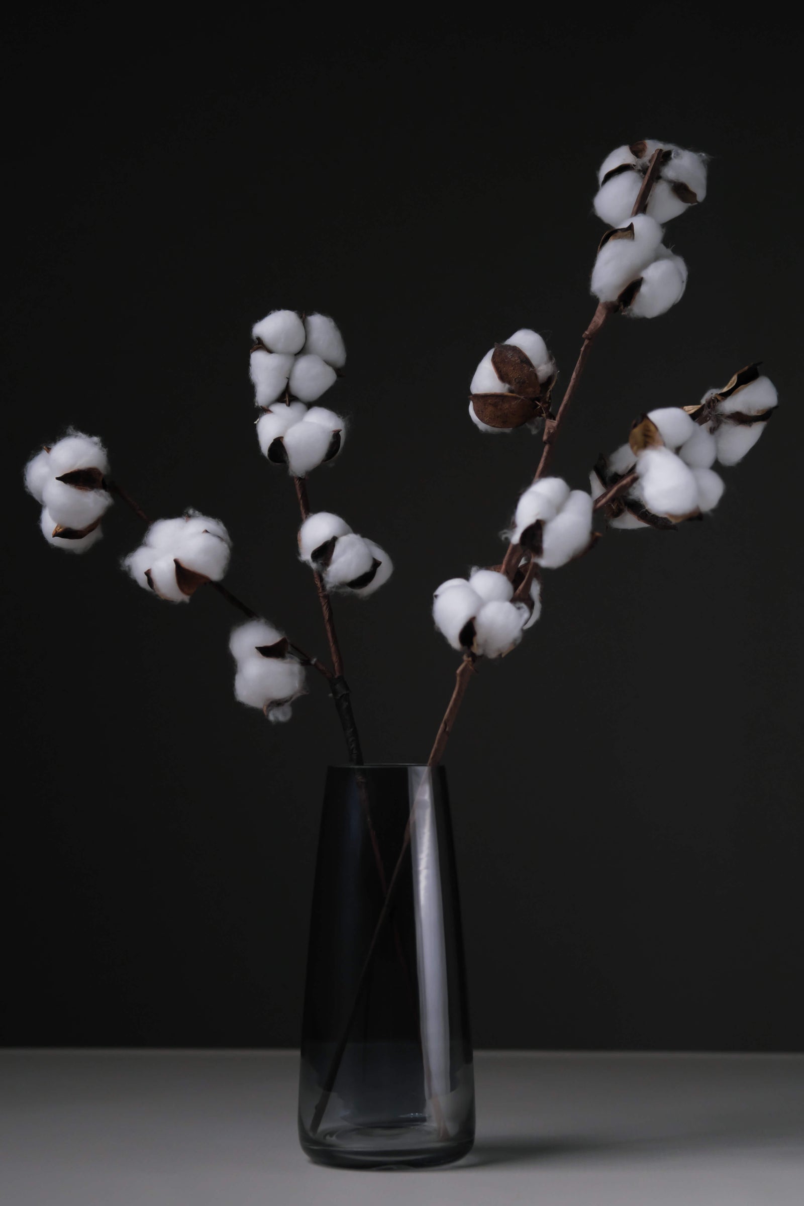 Cotton Stem