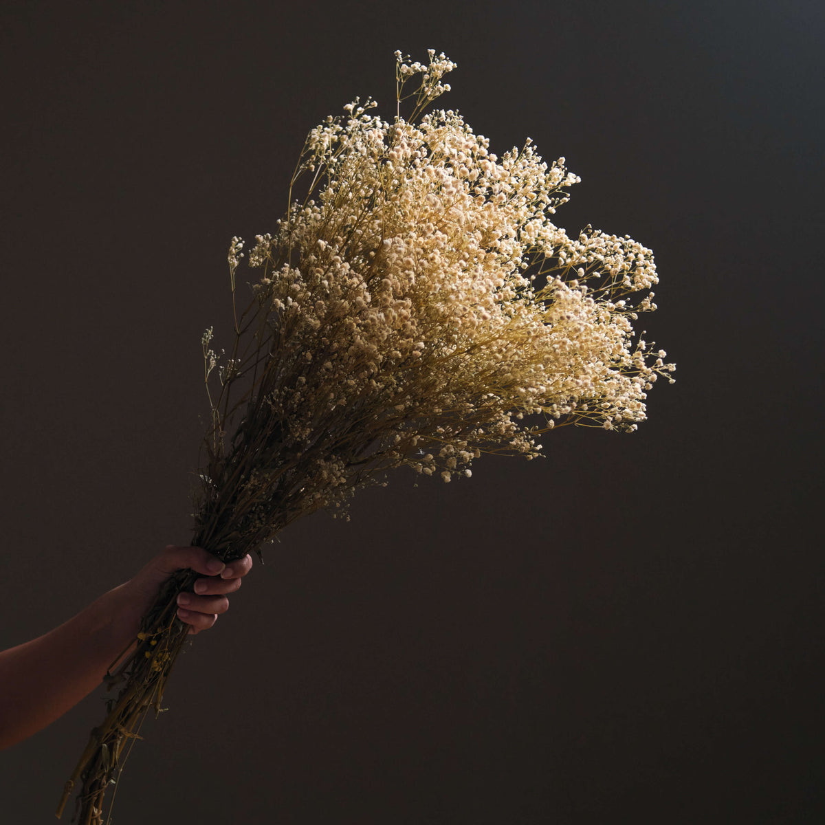 Dried Gypsophila BroomBloom - Cream