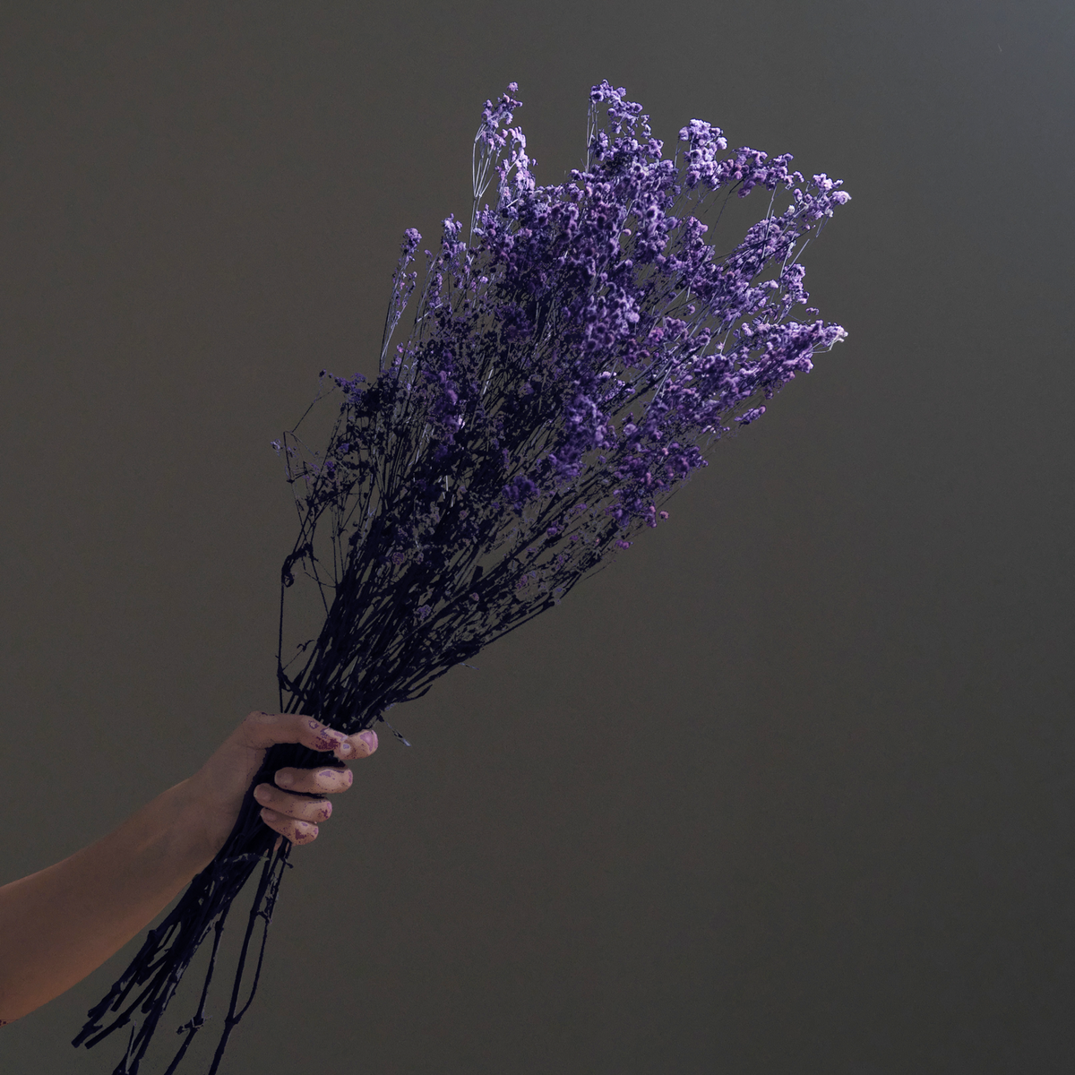 Dried Gypsophila BroomBloom - Purple