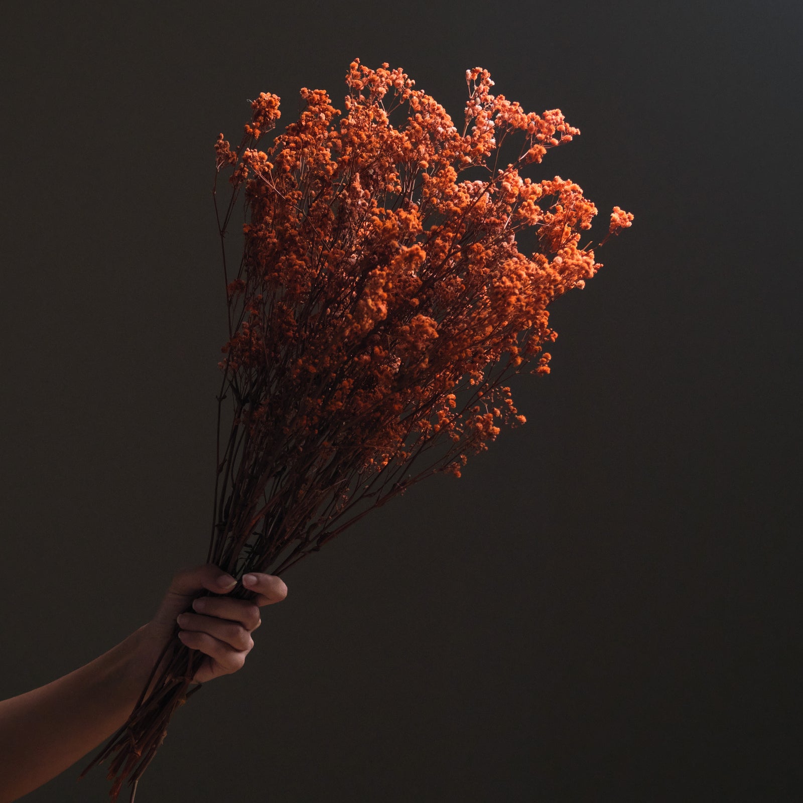 Dried Gypsophila Broom Bloom - Orange