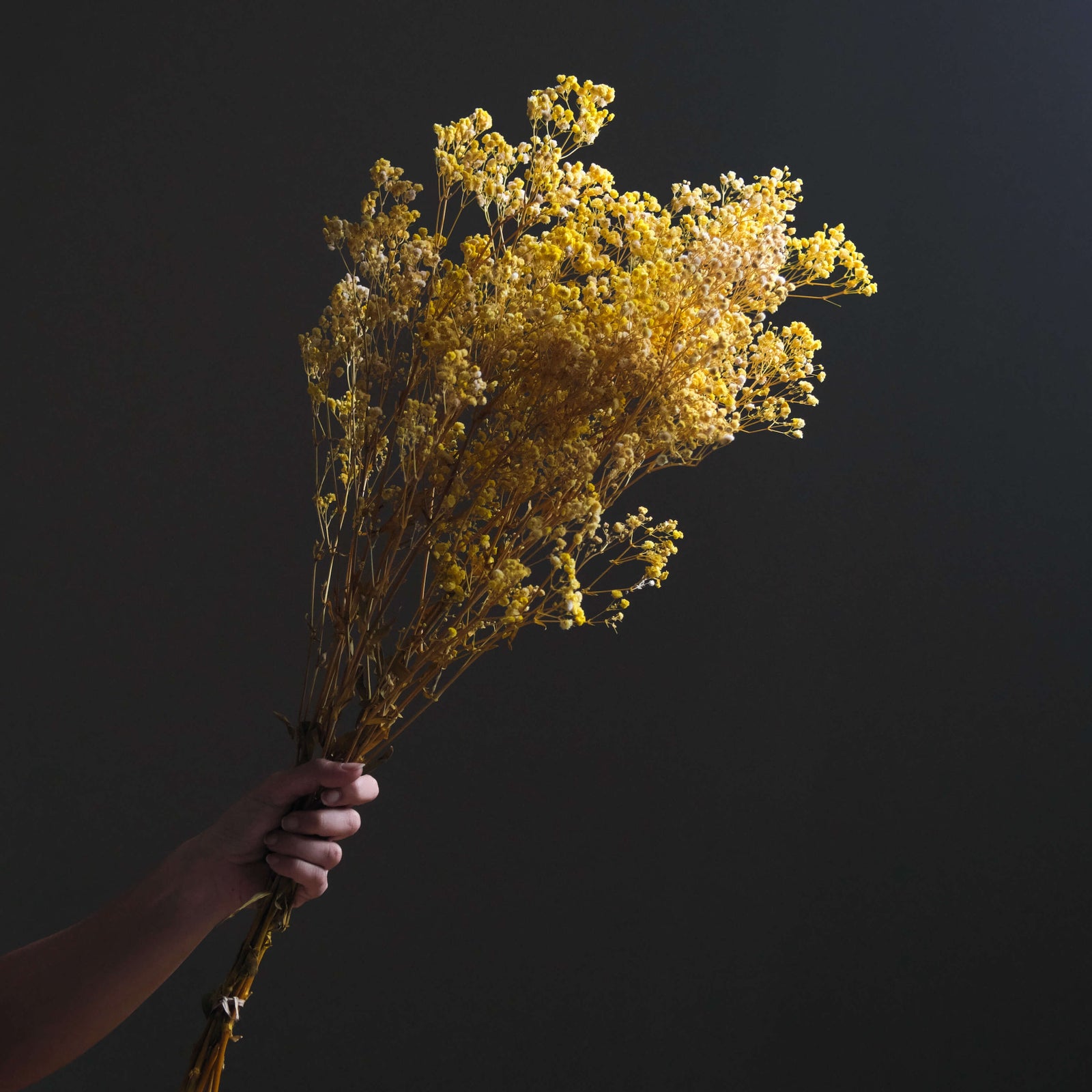 Dried Gypsophila BroomBloom - Yellow