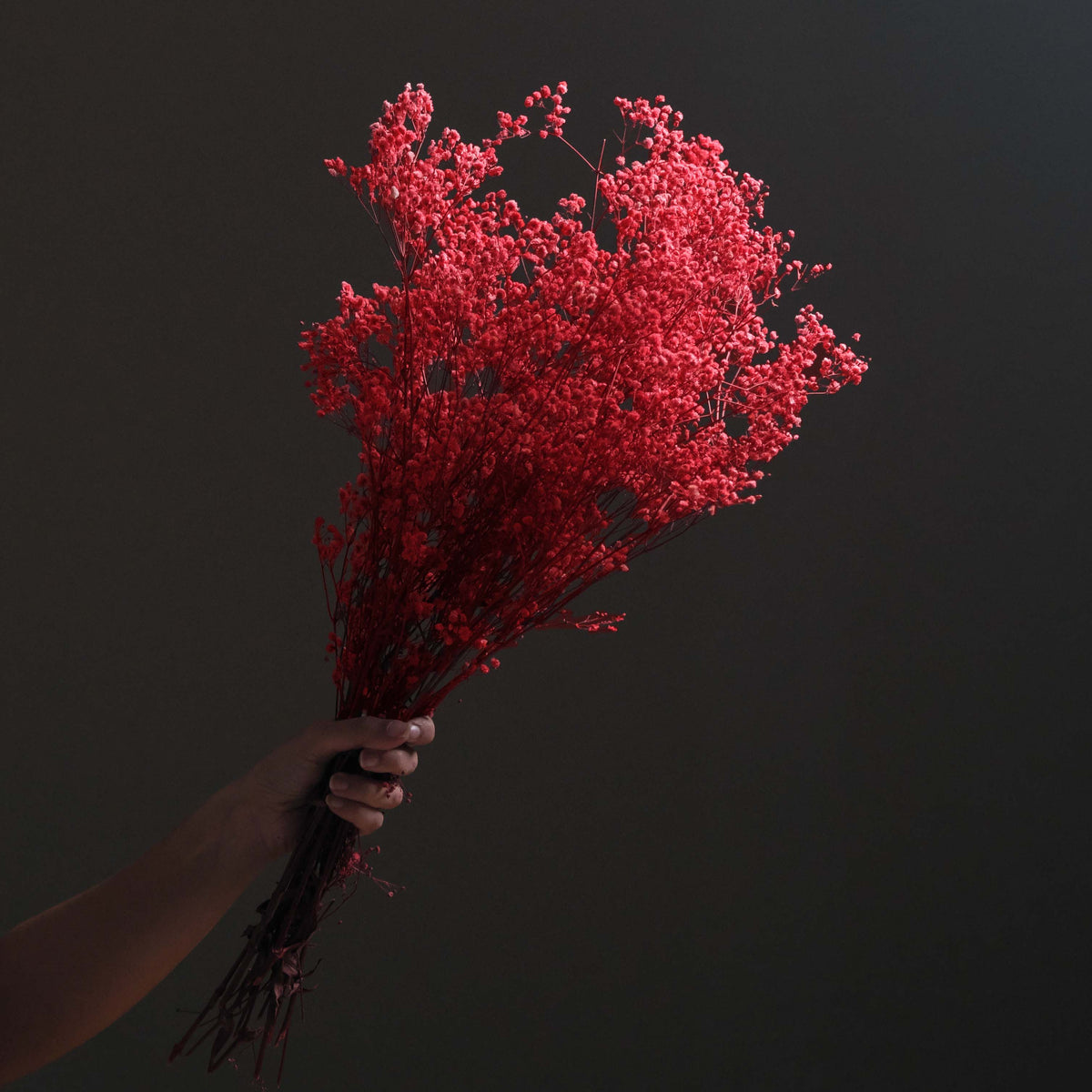 Dried Gypsophila BroomBloom - Red