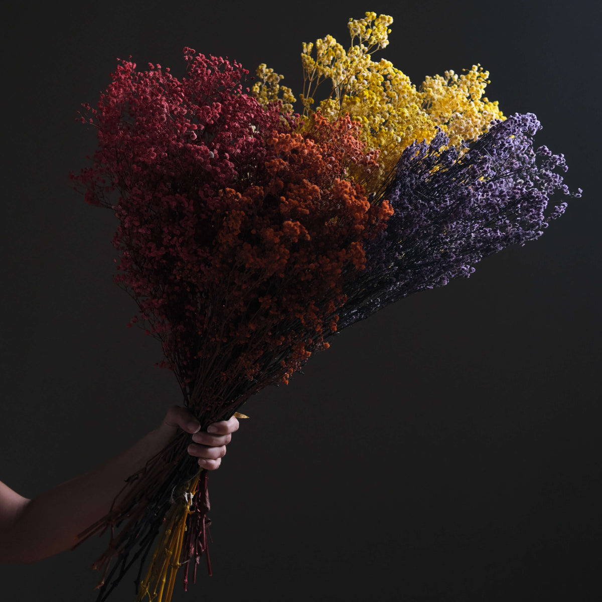 Dried Gypsophila BroomBloom - Red