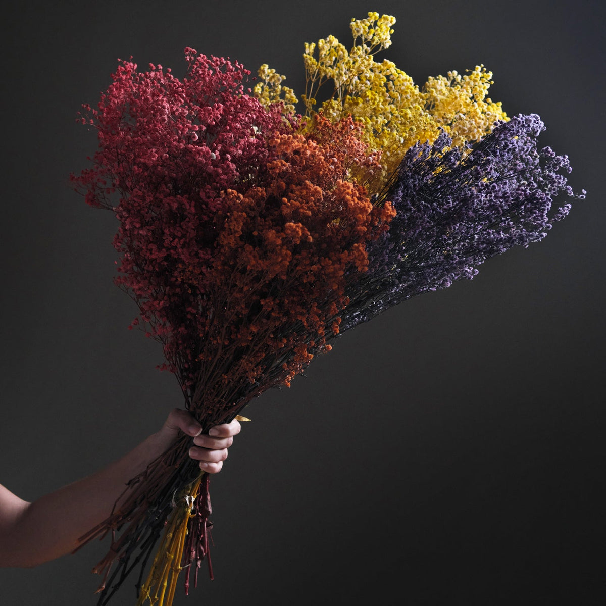 Dried Gypsophila BroomBloom - Orange