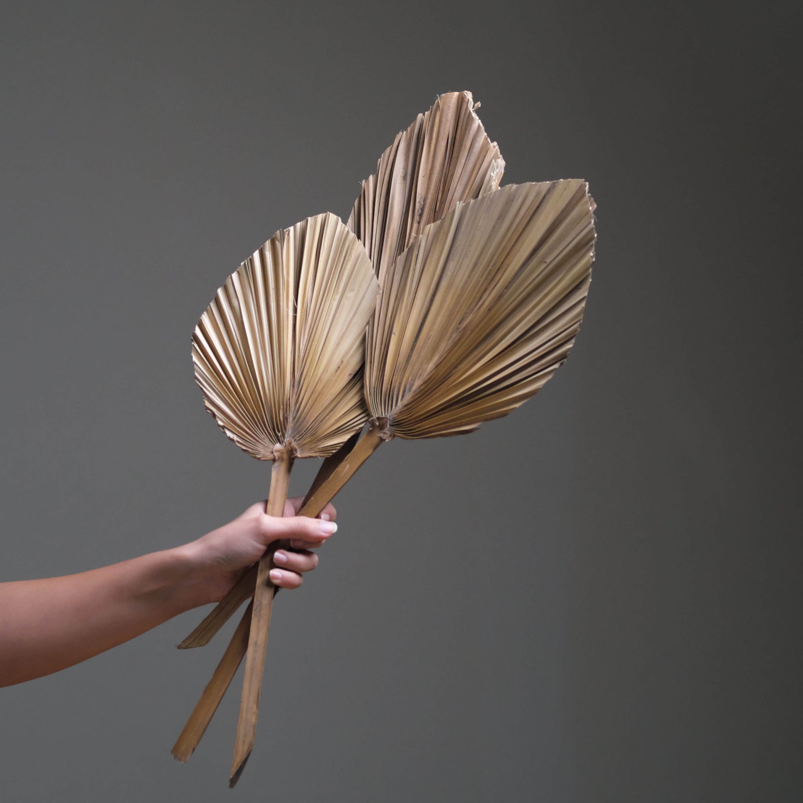 Dried Palm Spears Bunch of 5