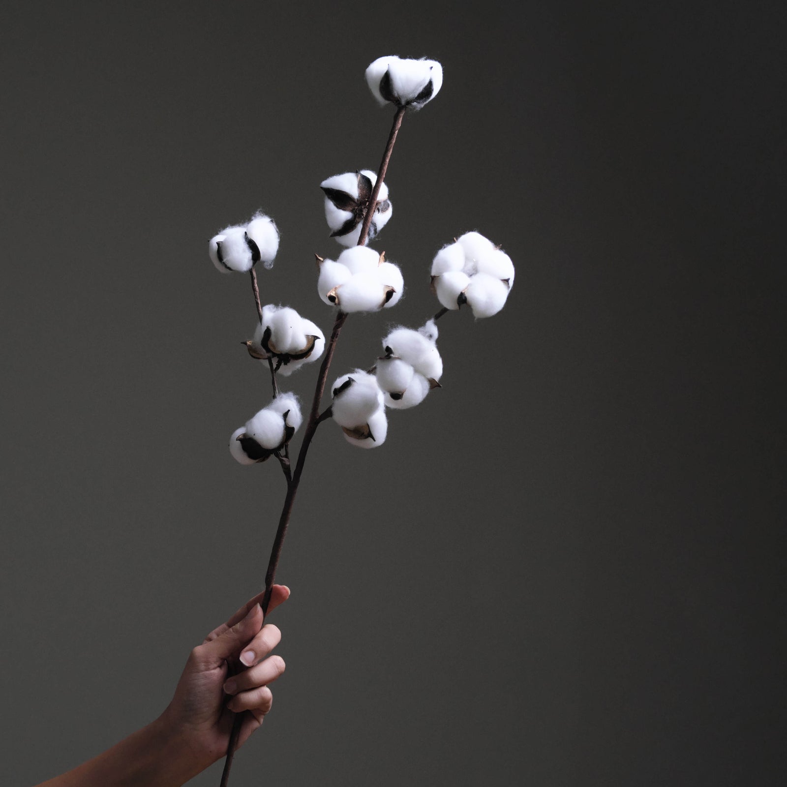 Cotton Stem
