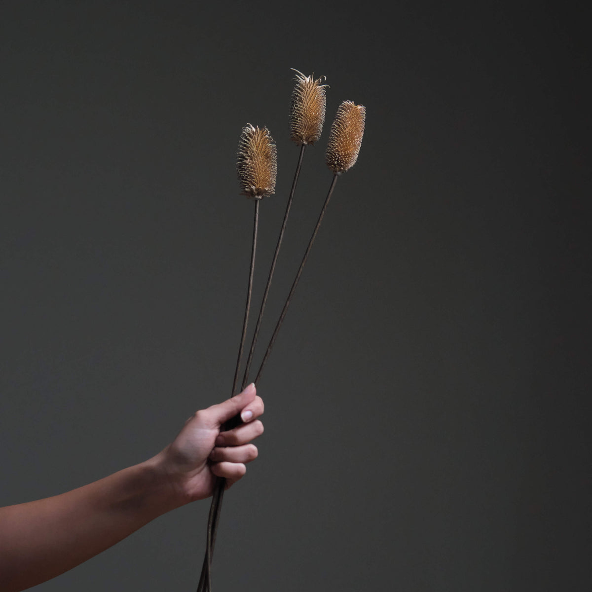 Dried Thistle flower