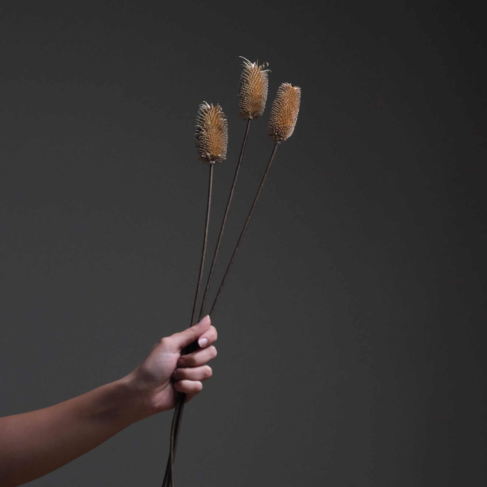 Dried Thistle flower
