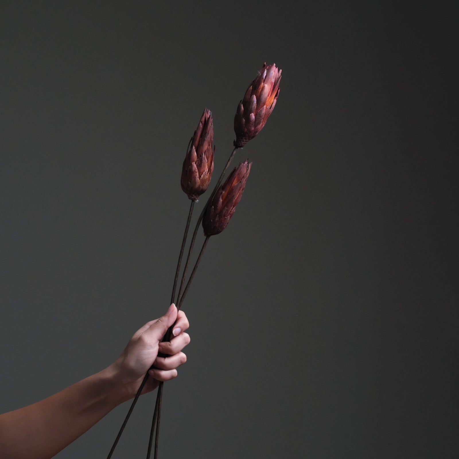 Protea Repens flower