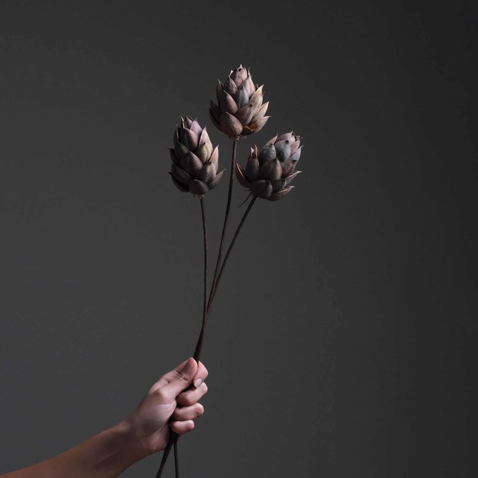 Brown Dried Lotus Flower