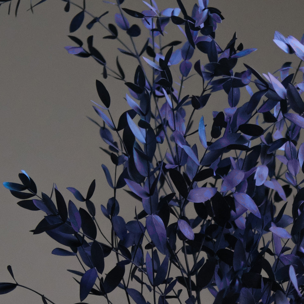 Purplish Blue Dried Ruscus Leaves Bunch