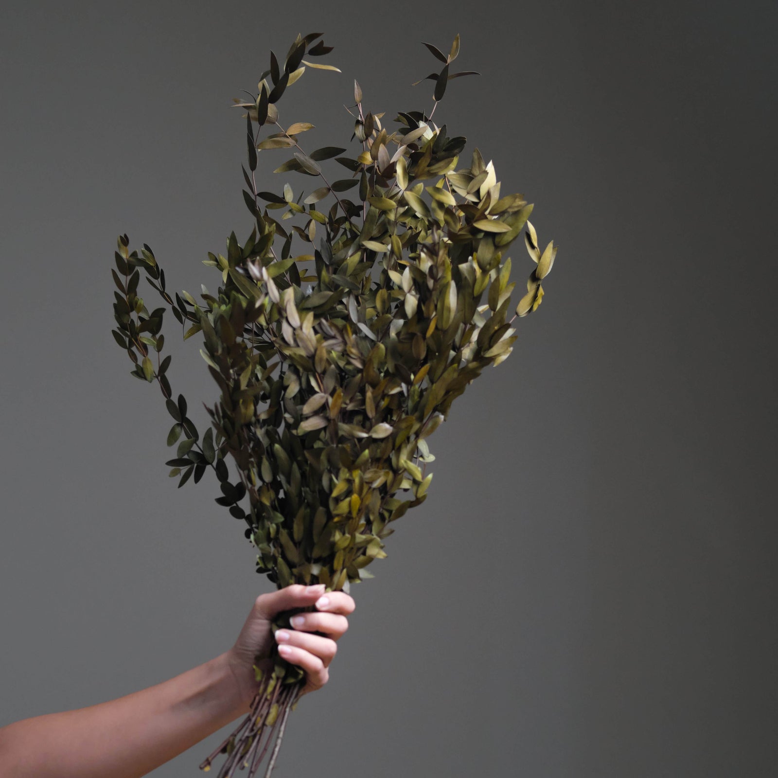 Olive Green Dried Ruscus Leaves Bunch