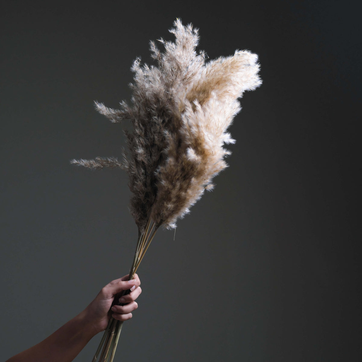 Pampas Grass Bundle of 10 stems