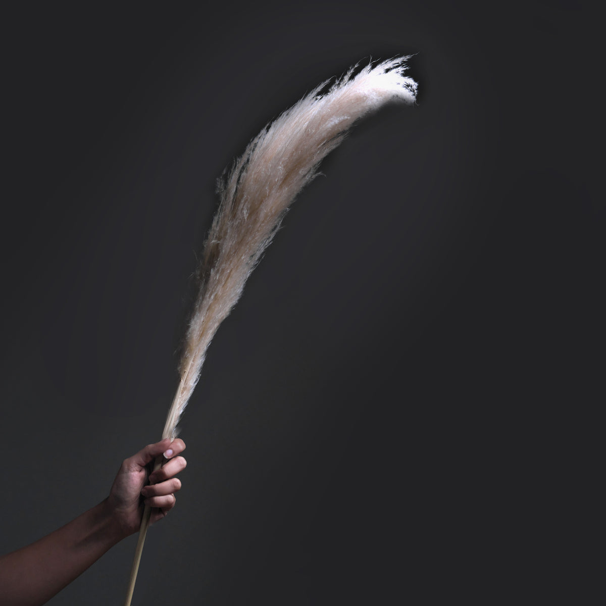 Pampas Grass Single Stem