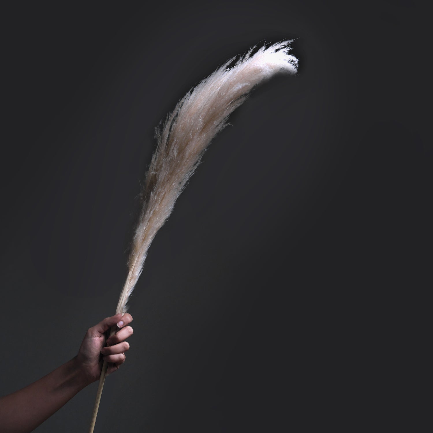 Pampas Grass Single Stem