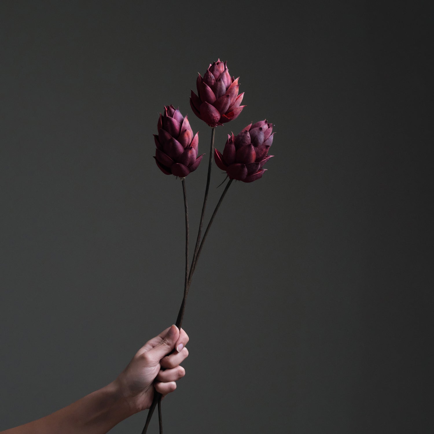 Red Dried Lotus Flower