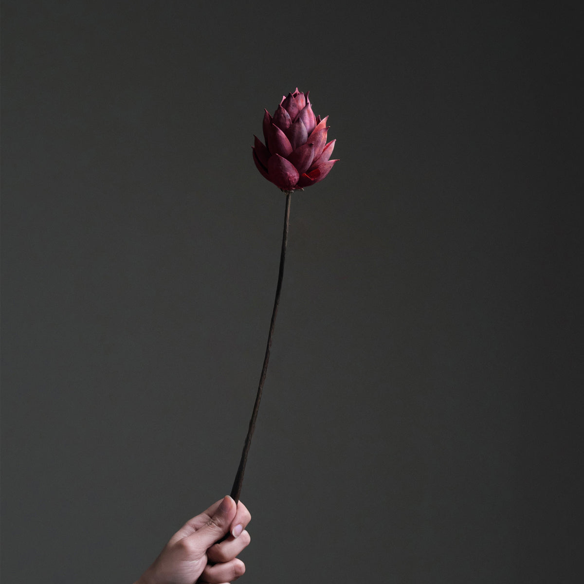 Red Dried Lotus Flower