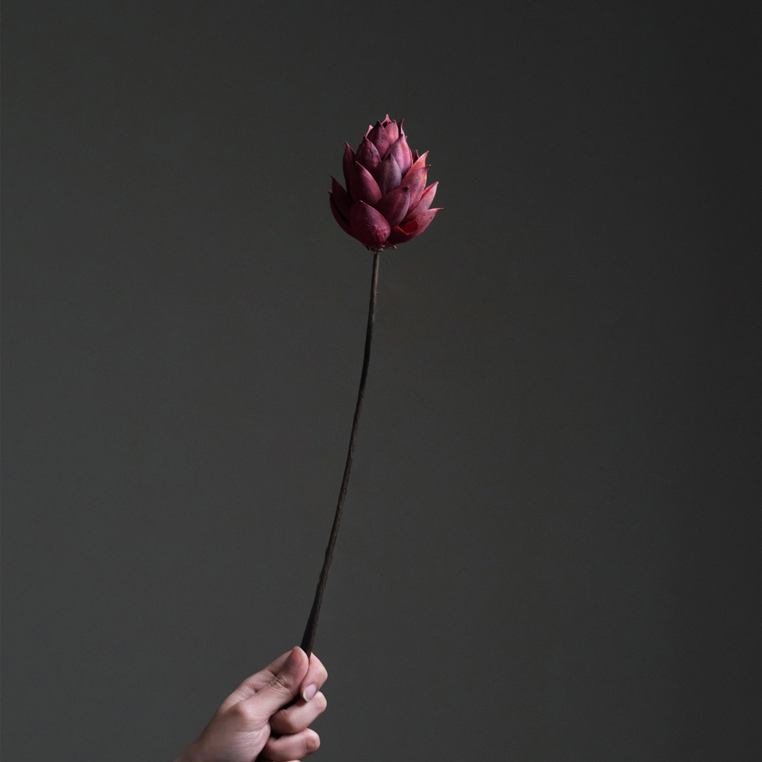 Red Dried Lotus Flower