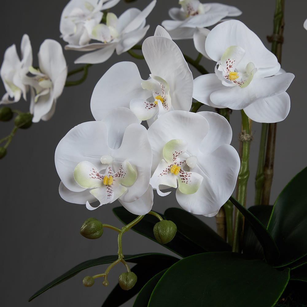 Artificial Round Orchid Arrangement in a Glass Vase