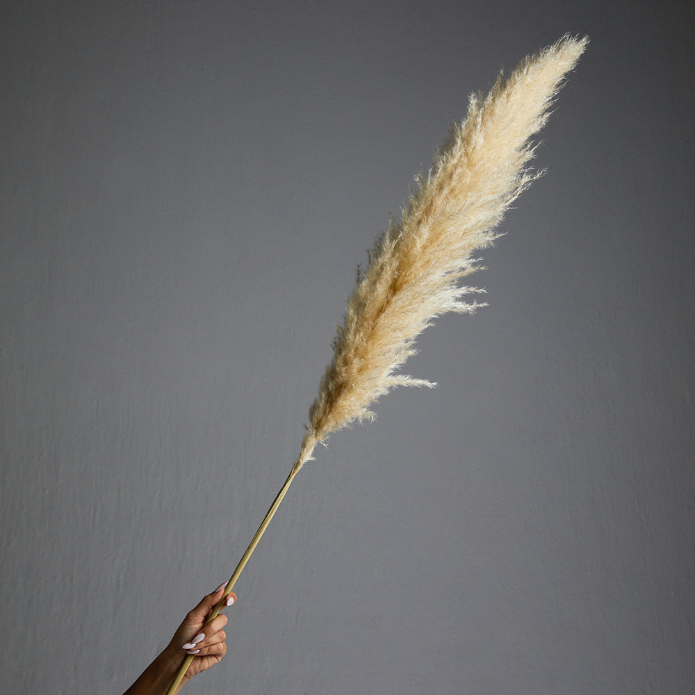 Pampas Grass Bundle of 3 stems