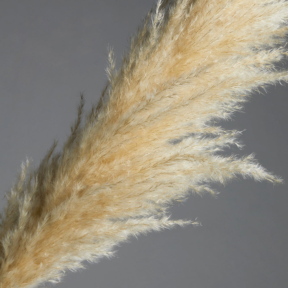 Pampas Grass Bundle of 3 stems
