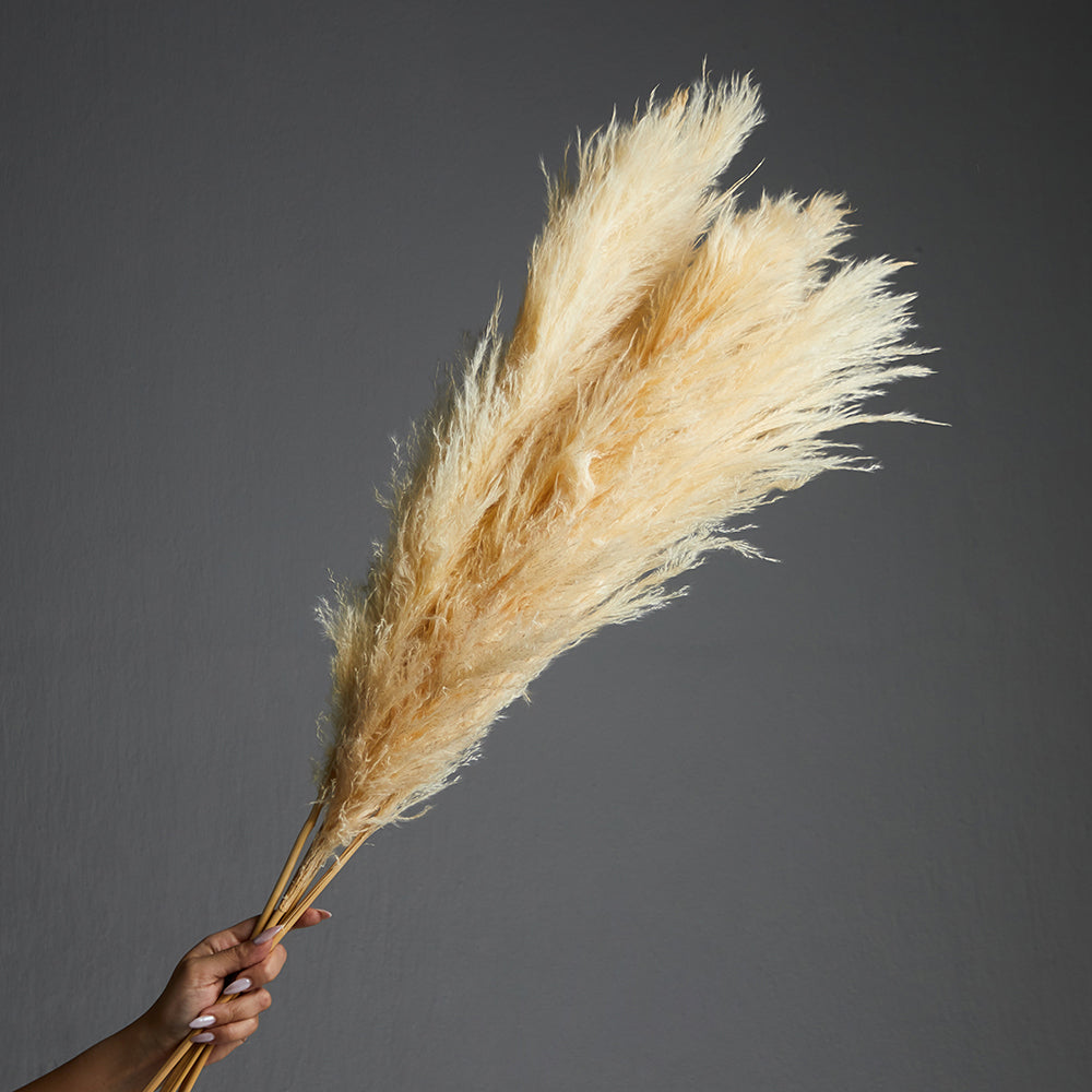 Pampas Grass Bundle of 5 stems Natural Beige