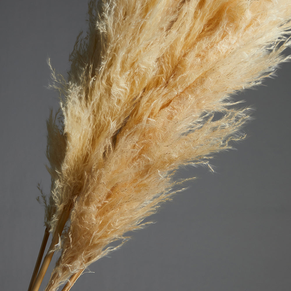 Pampas Grass Bundle of 5 stems Natural Beige