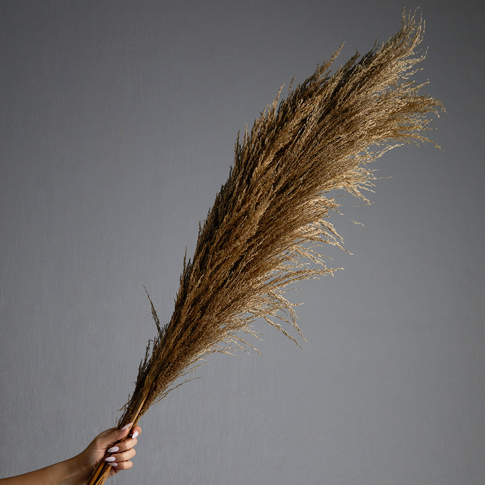 Pampas Grass Bundle of 5 stems Natural Brown