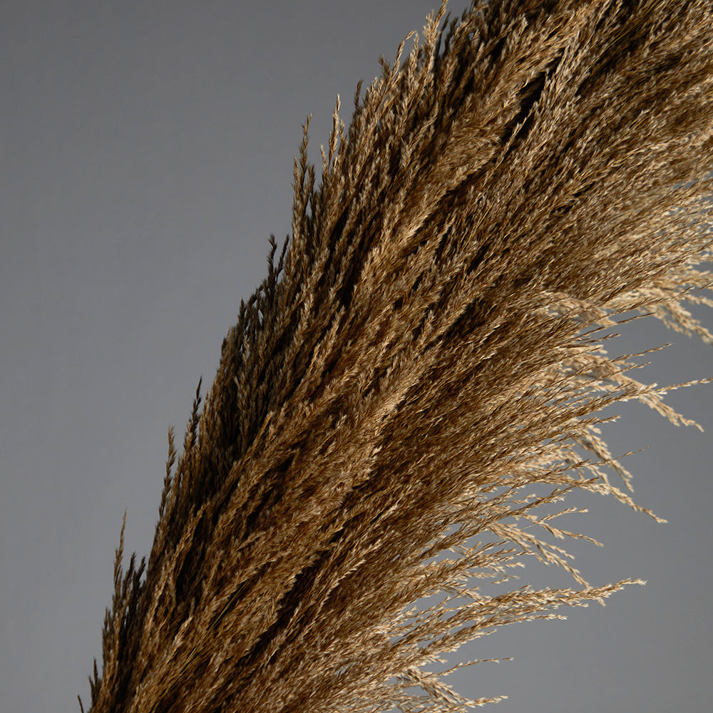 Pampas Grass Bundle of 5 stems Natural Brown