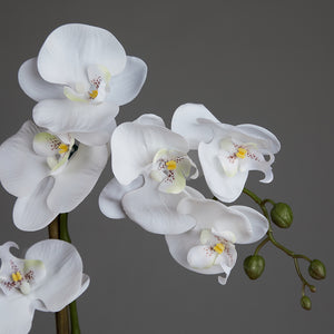Artificial Double White Orchid in Cubic Glass Vase