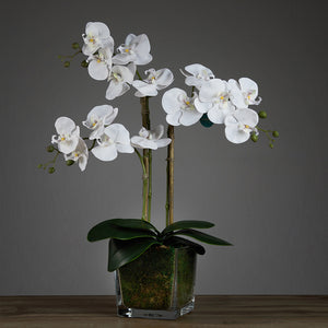 Artificial Triple White Orchid in Cubic Glass Vase