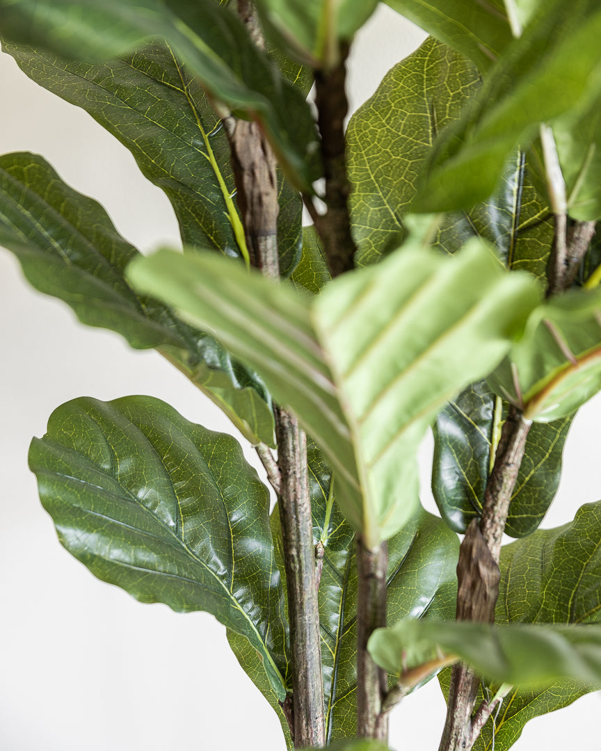 Artificial Fiddle Tree Plant 170cm (w/o pot)