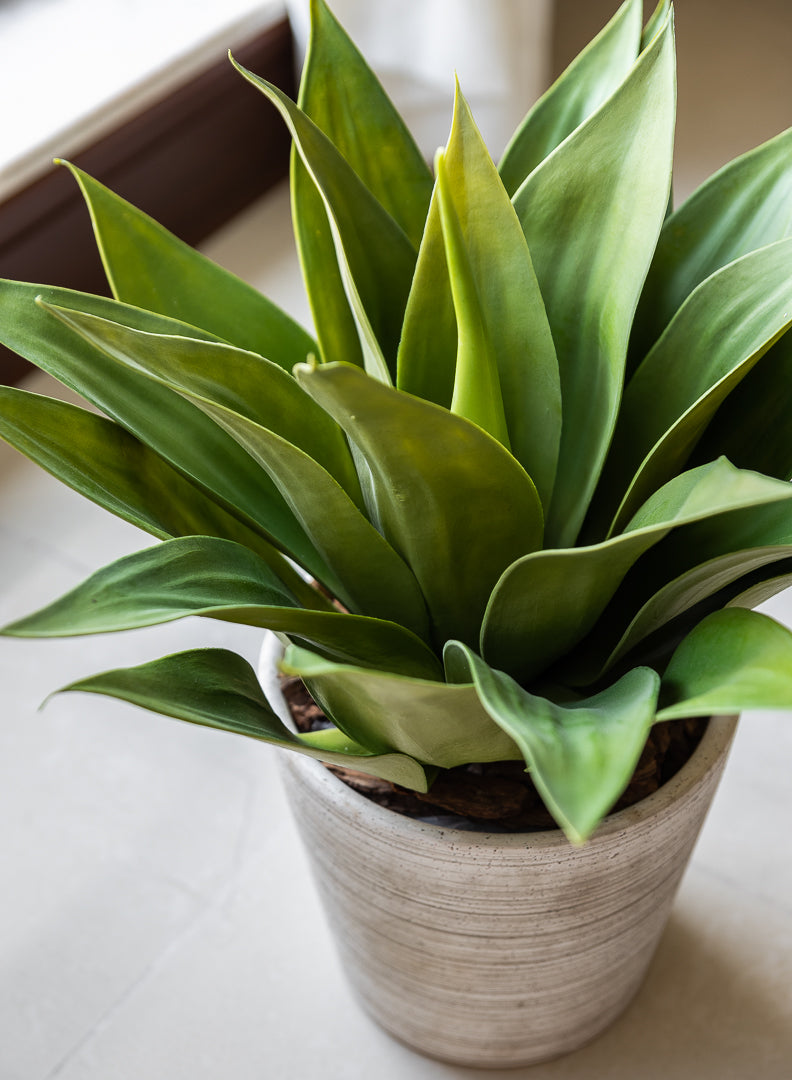 Potted Agave tree