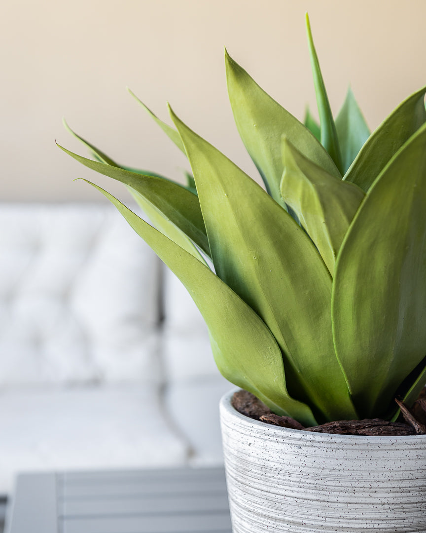 Potted Agave tree