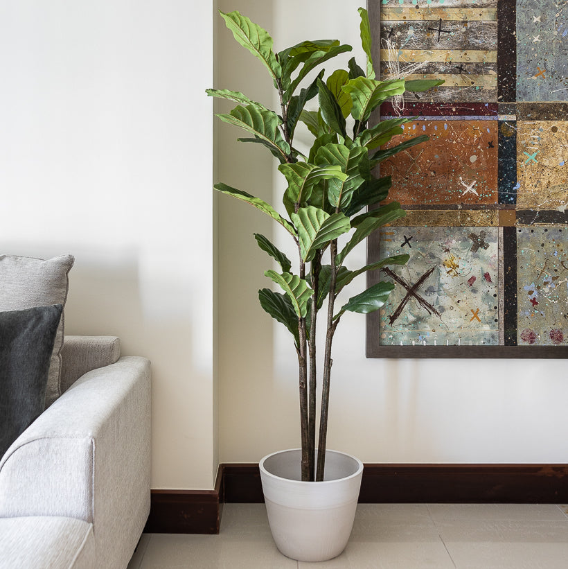 Artificial Fiddle Tree Plant 170cm (w/o pot)