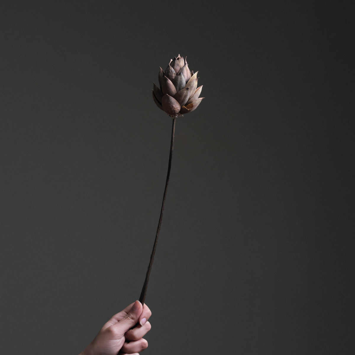 Brown Dried Lotus Flower