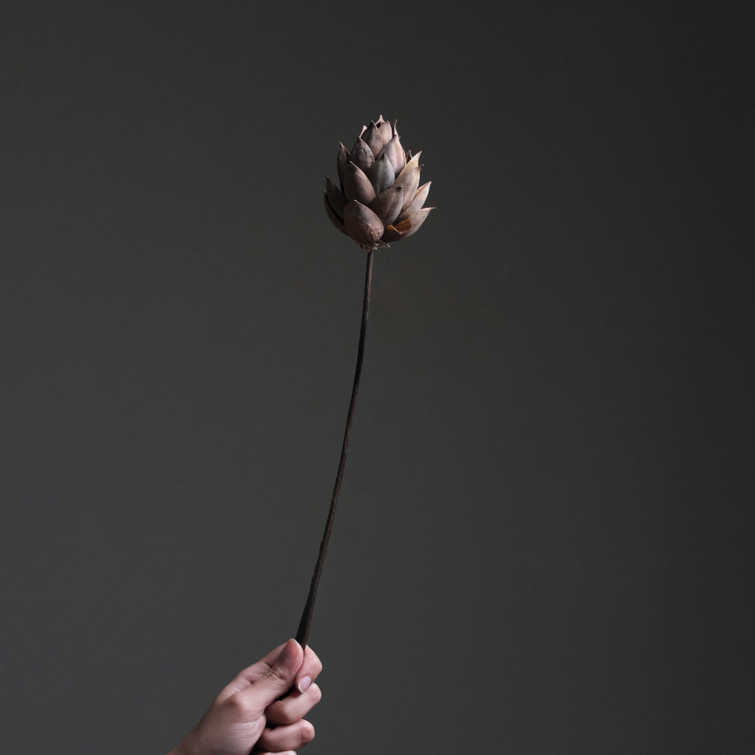 Brown Dried Lotus Flower