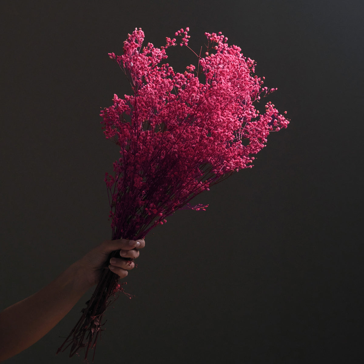 Dried Gypsophila BroomBloom - Pink