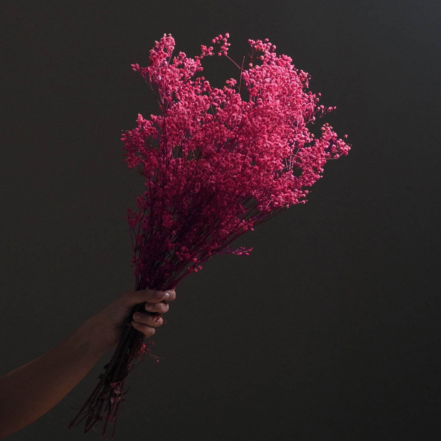 Dried Gypsophila BroomBloom - Pink