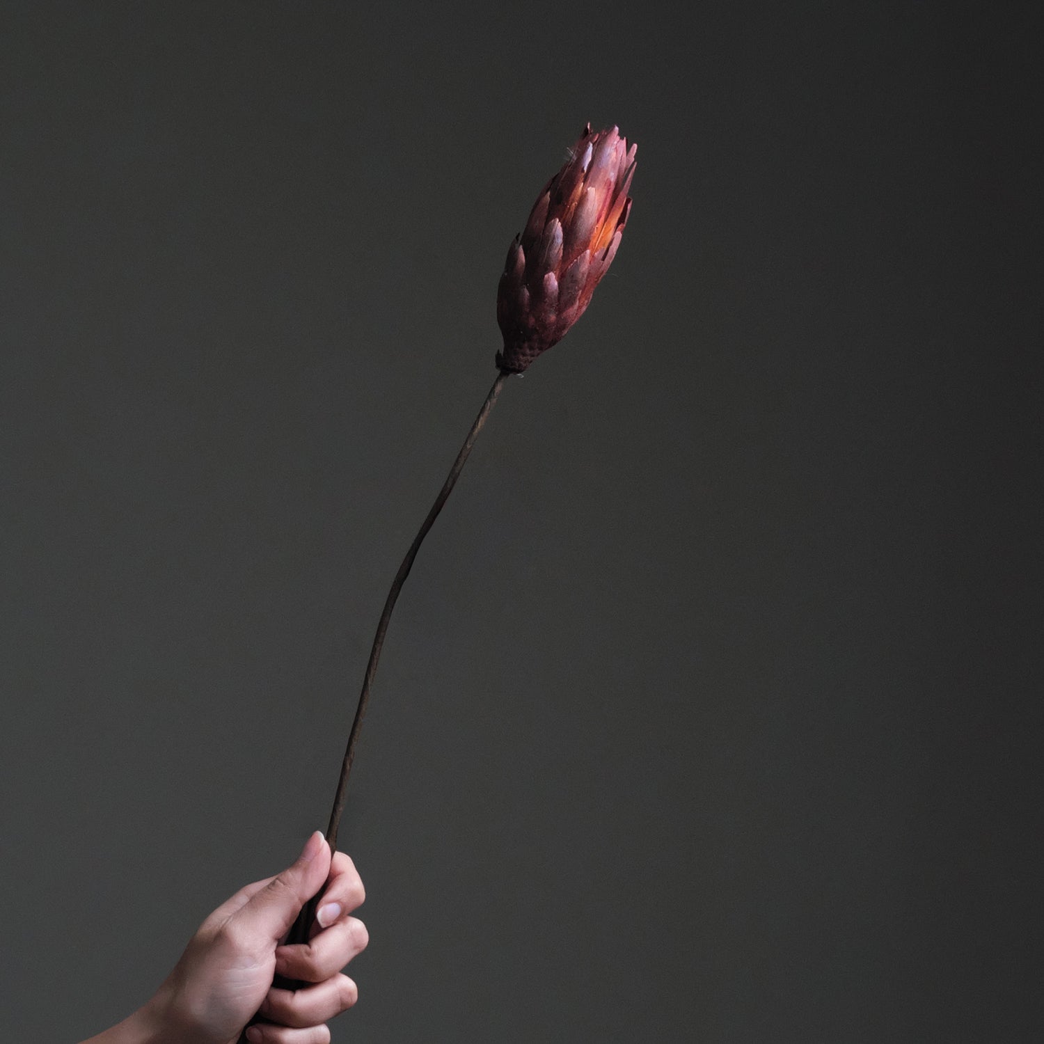 Protea Repens flower