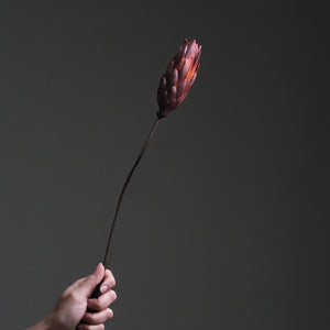 Protea Repens flower