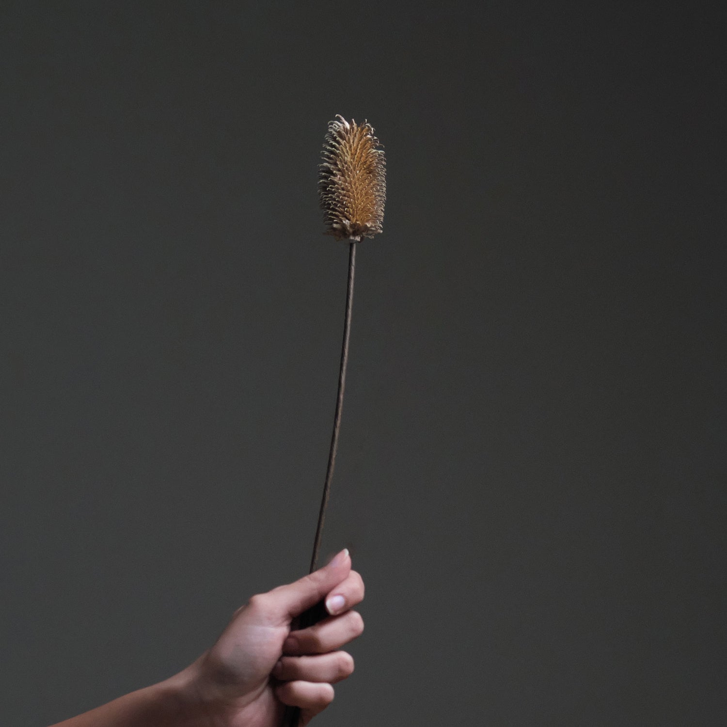 Dried Thistle flower