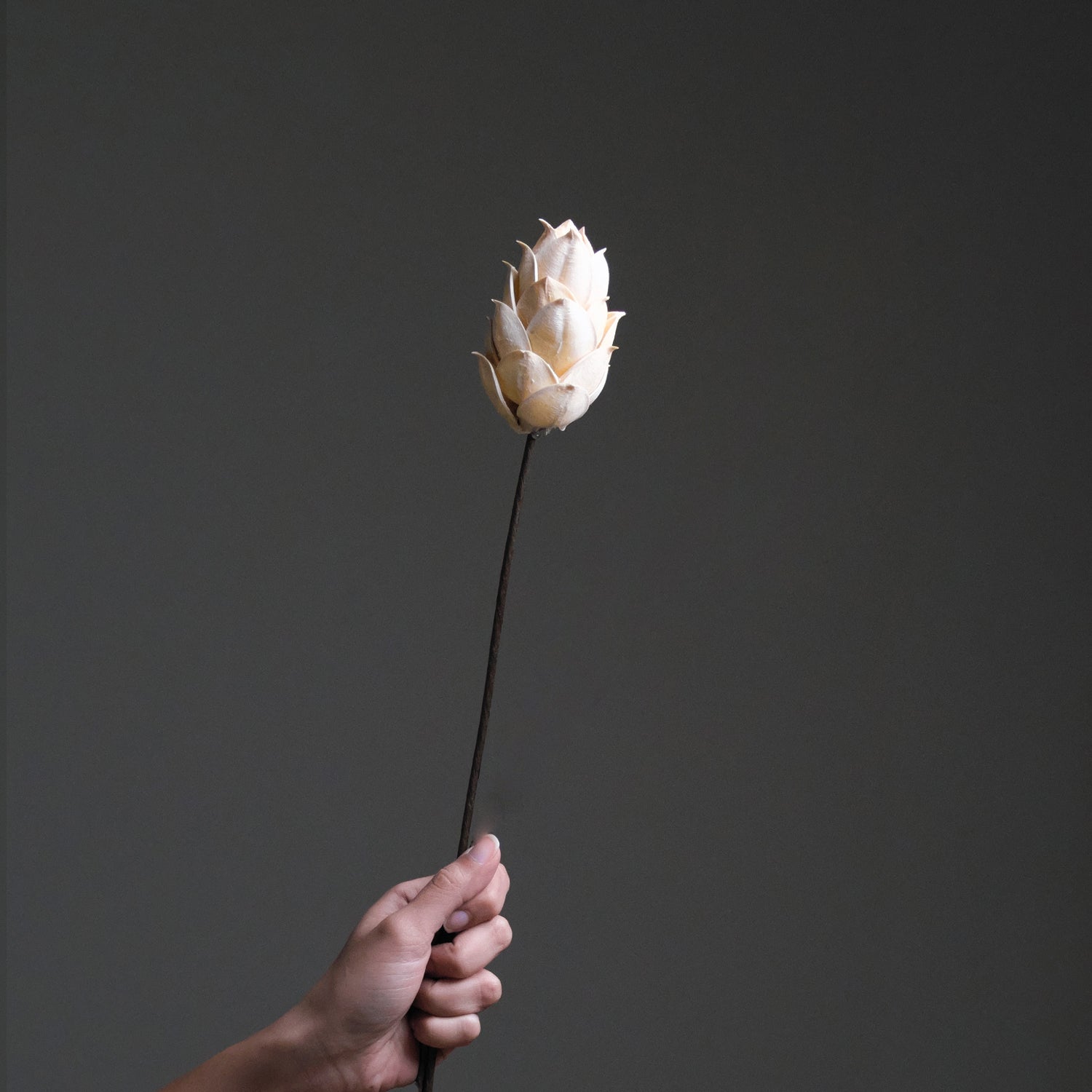 White Dried Lotus Flower